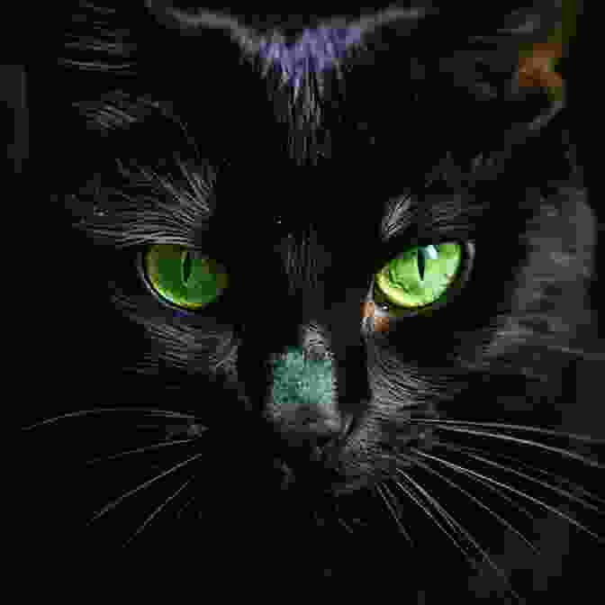 A Black Cat With Piercing Green Eyes Black Cats And Evil Eyes: A Of Old Fashioned Superstitions