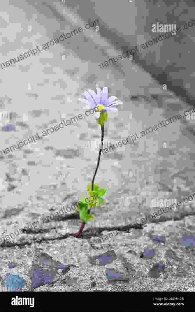 A Close Up Of A Flower Growing In A Crack In The Pavement. LAND: Photographs That Make You Think