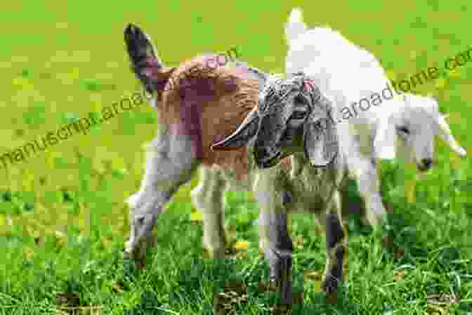 A Happy, Healthy Goat Raising Goats For Dummies Cheryl K Smith