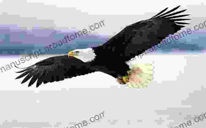 A Majestic Bald Eagle In Flight, Its Wings Outstretched Bald Eagles: The Ultimate Raptors (Favorite Wildlife)