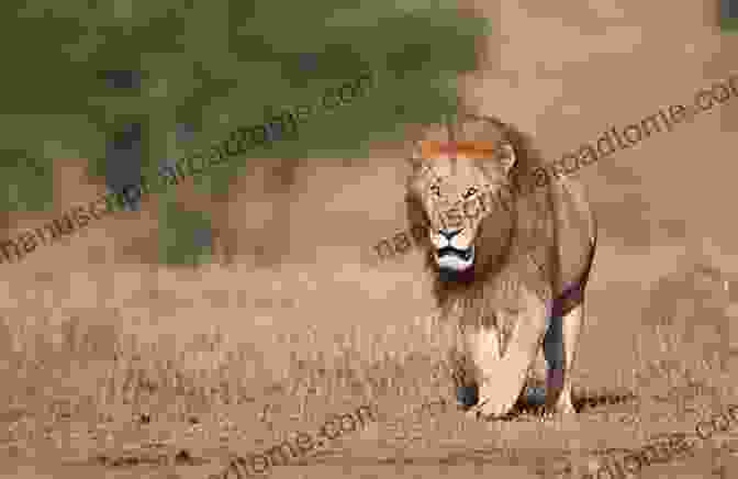 A Majestic Lion Prowling Through The African Savanna, Showcasing Its Strength And Agility. Awesome Facts 146 : 500 Awesome Facts