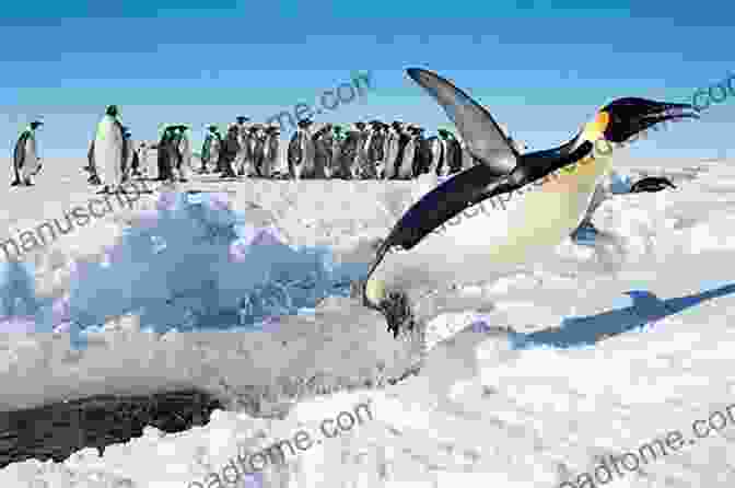 A Penguin In Antarctica Where The Wild Frontiers Are: Pakistan And The American Imagination