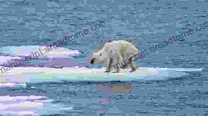 A Polar Bear Standing On A Small Piece Of Melting Sea Ice Where Do Polar Bears Live? (Let S Read And Find Out Science 2)