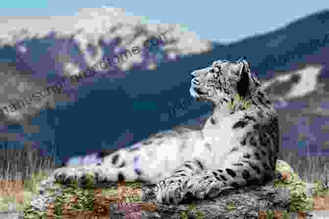 A Snow Leopard On The Tibetan Plateau Where The Wild Frontiers Are: Pakistan And The American Imagination