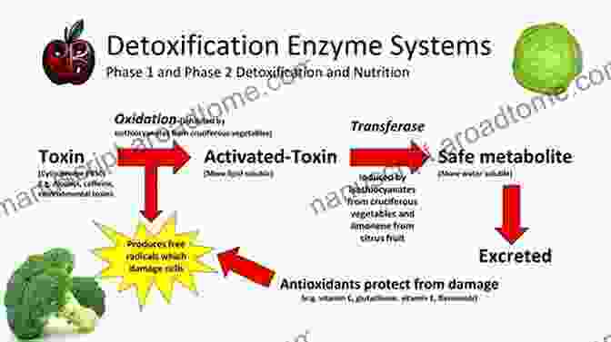 Activation Enzymes Activation And Detoxification Enzymes: Functions And Implications