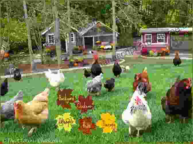 Chickens Scratching In A Backyard Garden Raising Chickens: The Common Sense Beginner S Guide To Backyard Chickens