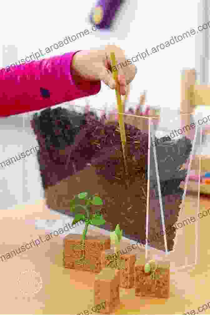 Children Conducting A Plant Experiment Learning About Plants (The Natural World)