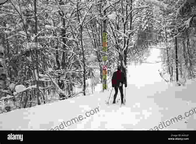 Cross Country Skiers Gliding Through A Snow Covered Forest, Surrounded By Towering Trees And Sparkling Snow Discover Nature In Winter (Discover Nature 6)