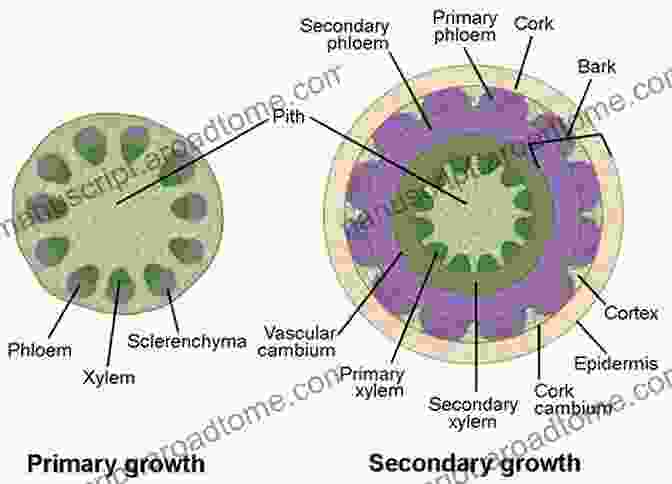 Cross Section Of A Plant Stem Learning About Plants (The Natural World)