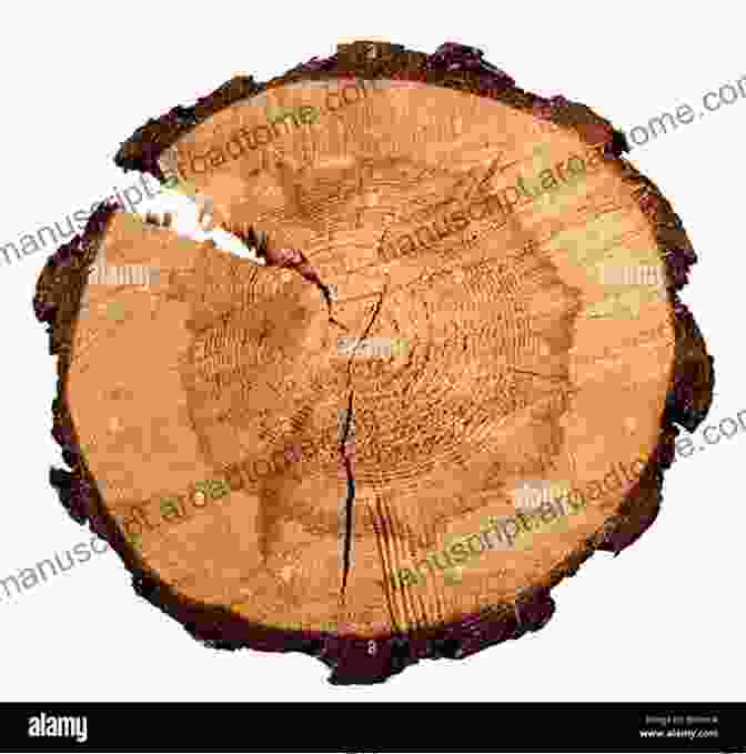 Cross Section Of A Tree Trunk Showcasing Tree Rings, Revealing The Mathematical Principles Of Tree Growth A Mathematical Nature Walk John A Adam