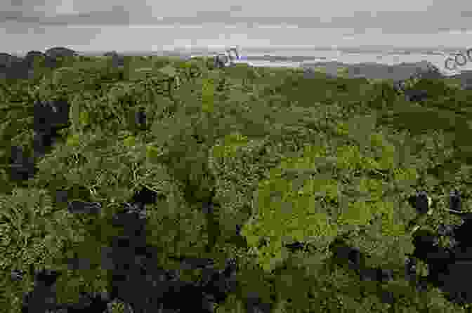 Dense Rainforest Canopy On Barro Colorado Island A Magic Web: The Tropical Forest Of Barro Colorado Island