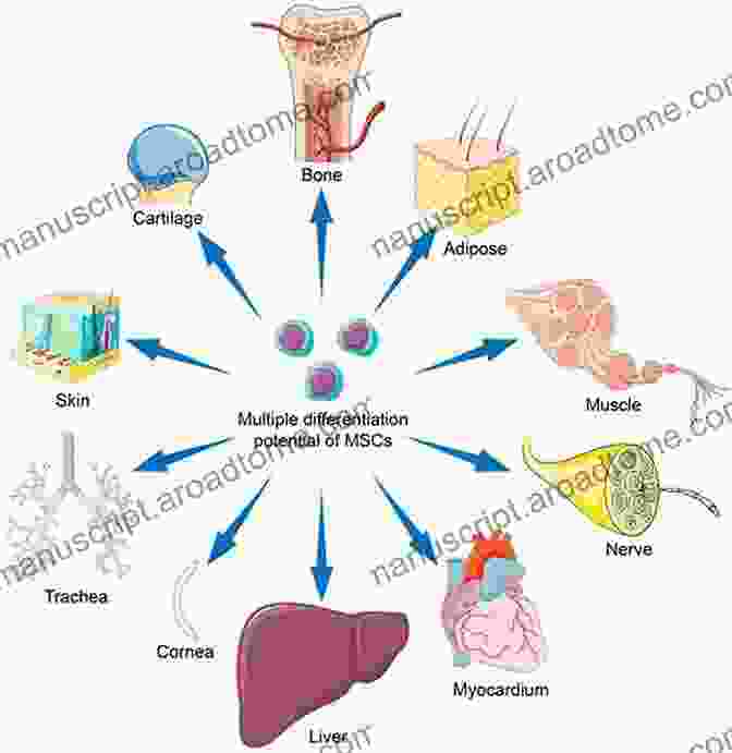 Diagram Illustrating The Regenerative Potential Of Stem Cells In Repairing Damaged Tissues Male Germline Stem Cells: Developmental And Regenerative Potential (Stem Cell Biology And Regenerative Medicine)