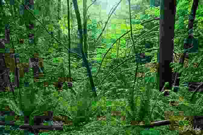 Diversity Of Plants In A Lush Rainforest Learning About Plants (The Natural World)