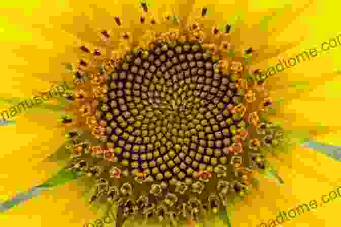 Fibonacci Sequence Evident In The Spiral Arrangement Of Florets In A Sunflower A Mathematical Nature Walk John A Adam