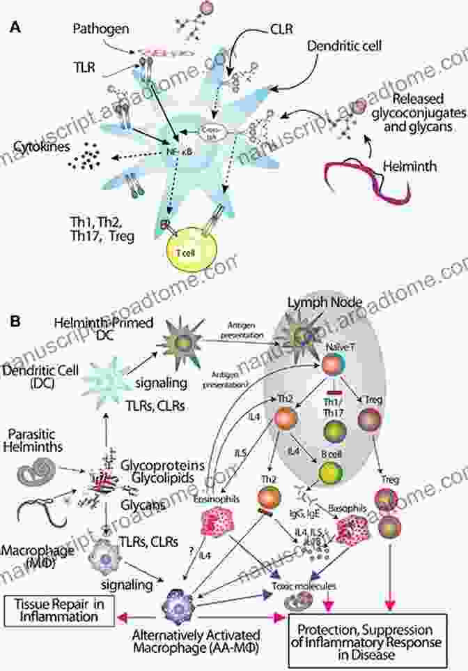 Glycans Contribute To Immune Pathogenesis, Influencing The Severity And Progression Of Diseases. Glycobiology Of Innate Immunology Cheorl Ho Kim