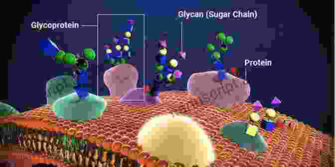 Glycans Decorate The Surface Of Immune Cells, Modulating Their Activation, Adhesion, And Migration. Glycobiology Of Innate Immunology Cheorl Ho Kim