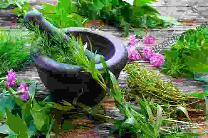 Medicinal Plants In A Herbal Apothecary Learning About Plants (The Natural World)