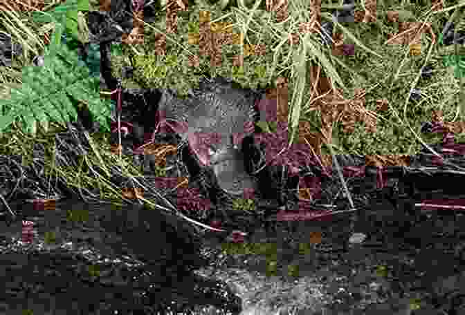 Platypus Eggs Nestled In A Burrow, Demonstrating Its Unique Reproductive Strategy. Platypus (Australian Natural History Series)