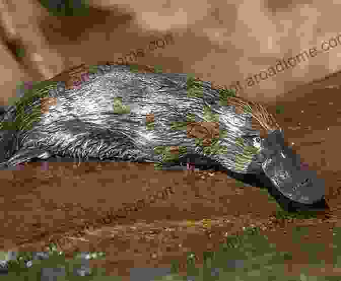 Platypus Entering Its Burrow, Showcasing Its Semi Aquatic Lifestyle. Platypus (Australian Natural History Series)