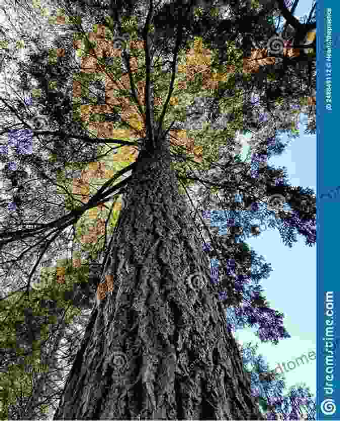 Towering Trees Reaching Towards The Sky Learning About Plants (The Natural World)