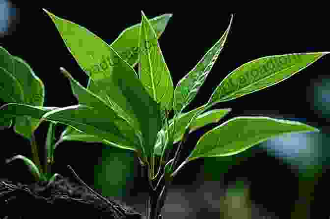 Vibrant Green Leaves Unfurling Learning About Plants (The Natural World)