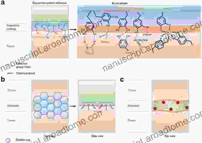 Visualization Of Adhesion Mechanisms In Soft Biological Materials Contact Problems For Soft Biological And Bioinspired Materials (Biologically Inspired Systems 15)