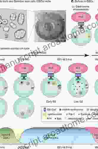 Male Germline Stem Cells: Developmental and Regenerative Potential (Stem Cell Biology and Regenerative Medicine)