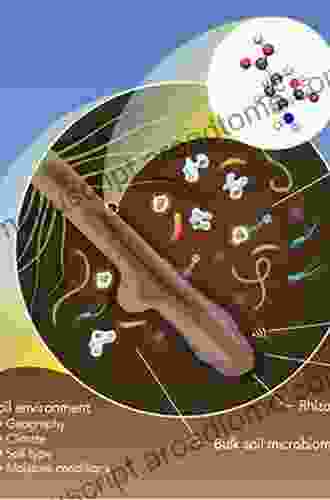 Actinobacteria: Ecology Diversity Classification And Extensive Applications (Rhizosphere Biology)