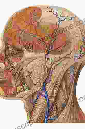 Structures of the Head and Neck